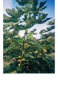 イチジク(クワ科の落葉木) 茎や葉を切ると乳状の汁を出す。果実は食用、葉は薬用。世界的にも最も古い果樹の一つである。