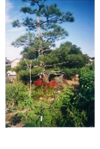 彼岸花(曼殊沙華) 多年草で秋の彼岸ごろ咲く。花は6片で外側に反る。有毒植物だが、茎は薬用になる