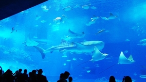 美ら海水族館。ジンベイザメです。癒やされます。<br />
<br />
<br />
<br />
<br />
<br />
沖縄でしかできない貴重な体験でした。ありがとうございました。