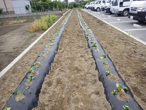 松川電氣駐車場畑の「べにはるか」