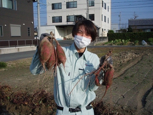 弊社駐車場にある畑で収穫しました。