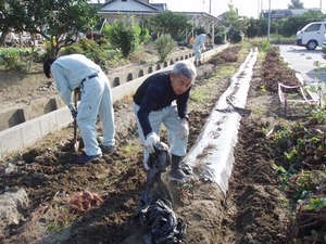 畑一杯に植えたさつま芋の収穫は大変です