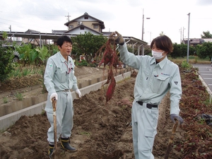 地中にびっしりと根を張ったさつま芋は吃驚する大きさでした。
