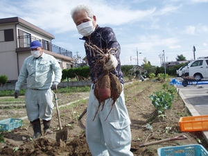 一生懸命育てたさつま芋