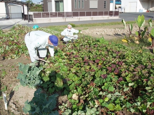 畑一面に茂るさつま芋の葉