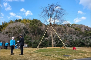 　　八重紅枝垂桜(樹高7.5m)
