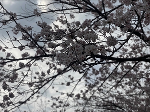 　　当日は桜が満開でした。