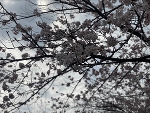 当日は桜が満開でした。