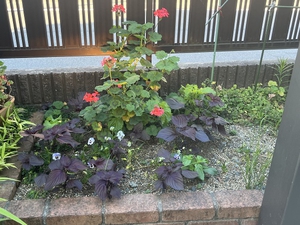 庭に咲く花を観賞しながら