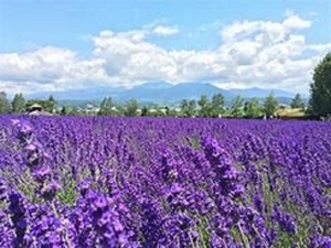 富良野ラベンダー