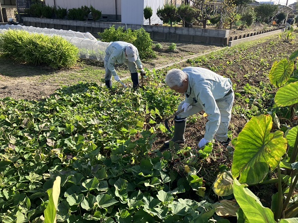辛い姿勢でも頑張って収穫