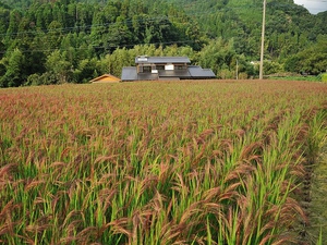 　　　　　　赤米の稲