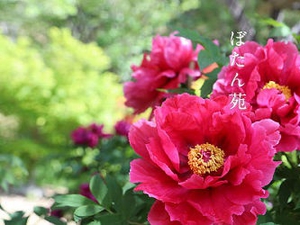 牡丹(袋井市)