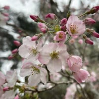 ソメイヨシノ(浜松市)