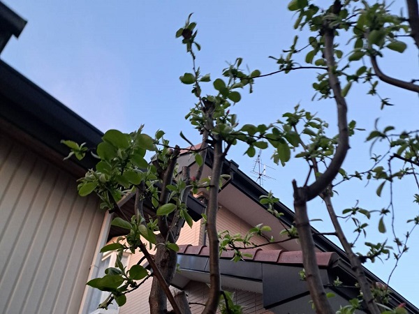 自宅の庭に咲くカリンの木の花が満開に