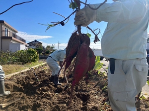 収穫量が減りましたが、大振りのものが多く採れました。