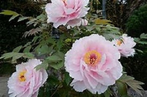 牡丹の花