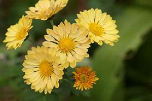 菊の花