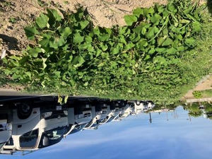 松川電氣さつまいも畑