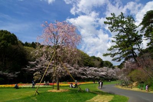 松川電氣寄贈の桜<br />
(浜松市フラワーパーク)
