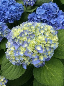 アジサイの花