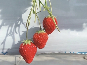 �@�@���N�P��̂��������